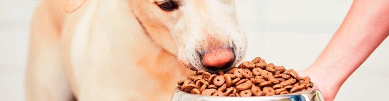 Dieta-blog-animales