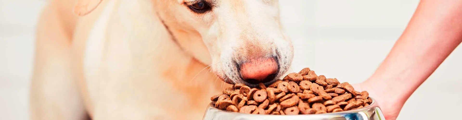 Dieta-blog-animales