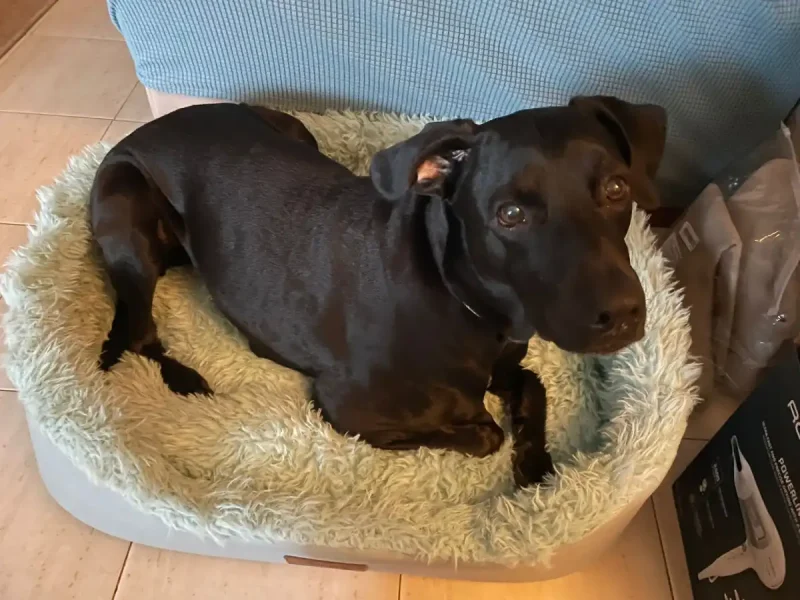 cvsonferrer-cesta-navidad-ganador1