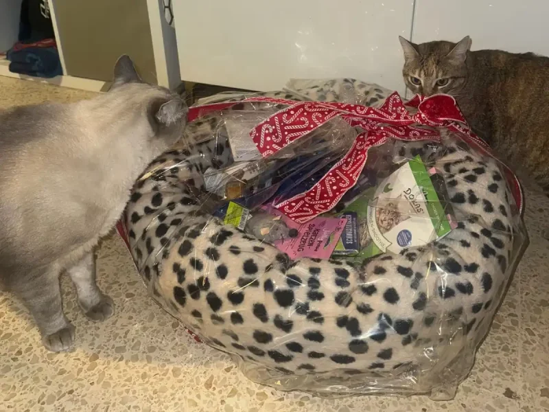 cvsonferrer-cesta-navidad-ganador4