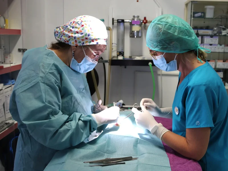 cvsonferrer-cirugia-veterinaria cvsonferrer-cirugia-veterinaria
