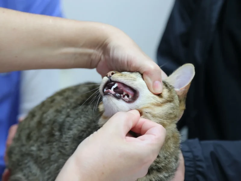cvsonferrer-higiene-bucal-gato2 cvsonferrer-higiene-bucal-gato2