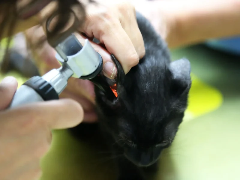 cvsonferrer-revision-gato cvsonferrer-revision-gato