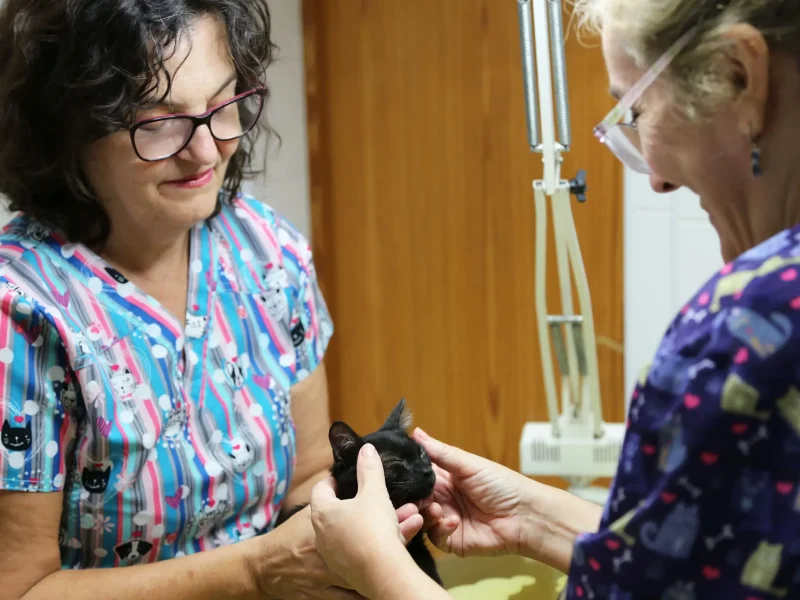 cvsonferrer-revision-gato(1) cvsonferrer-revision-gato(1)