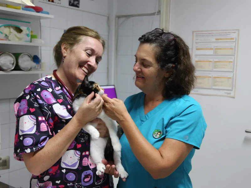 cvsonferrer-veterinarias-gato2